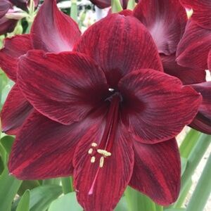 Black Pearl Amaryllis SEEDS 6 seeds in total Ultra RARE